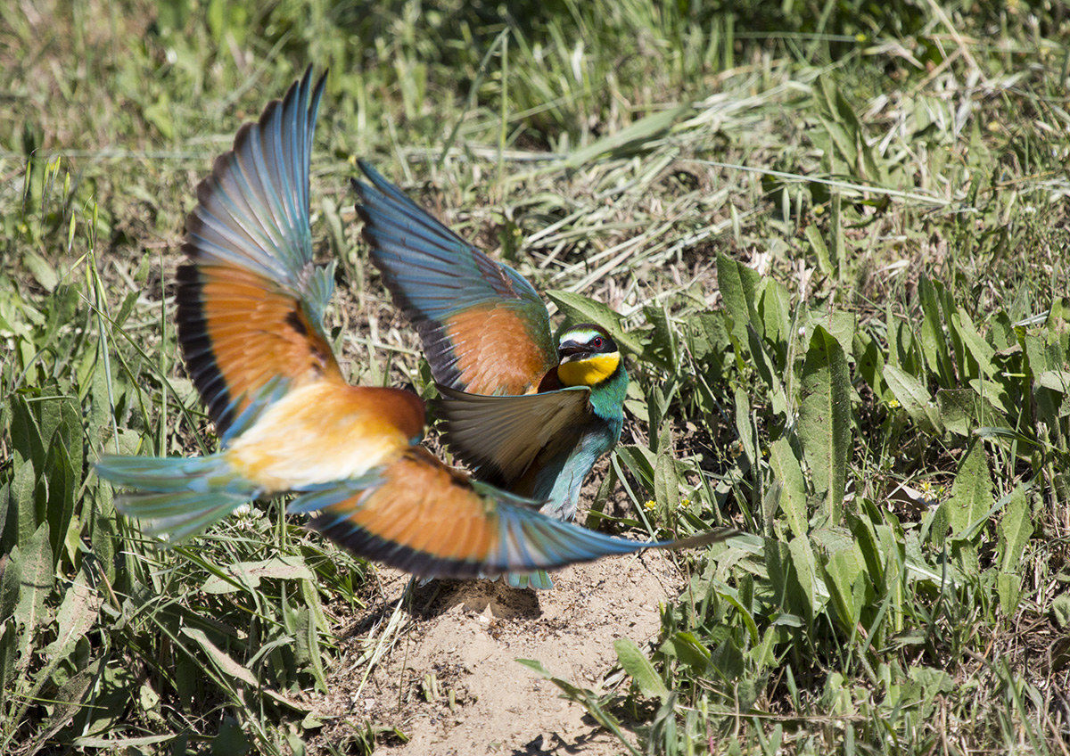 baruffa tra gruccioni( Merops Apiaster)