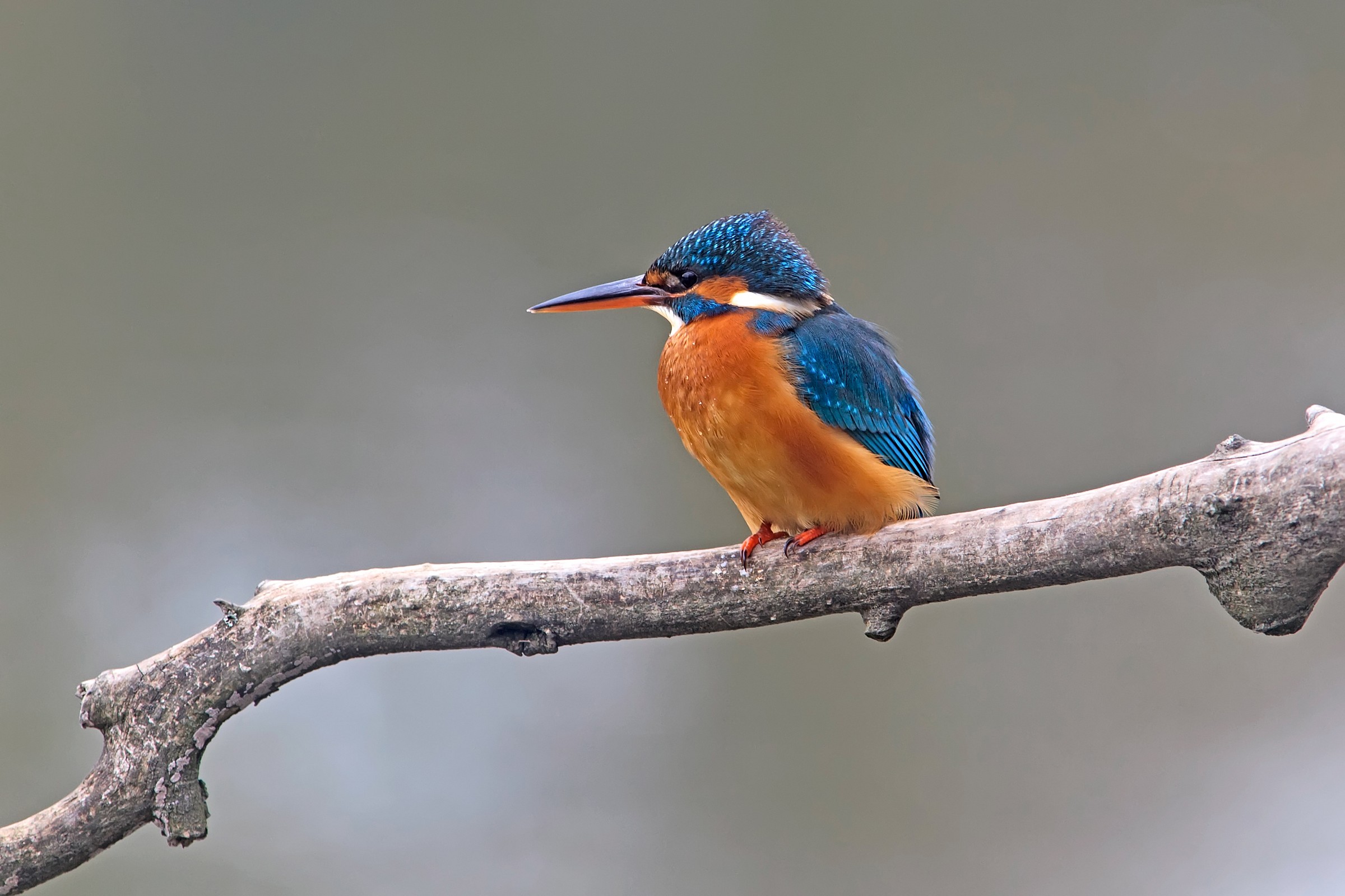 Martin Pescatore(martina)