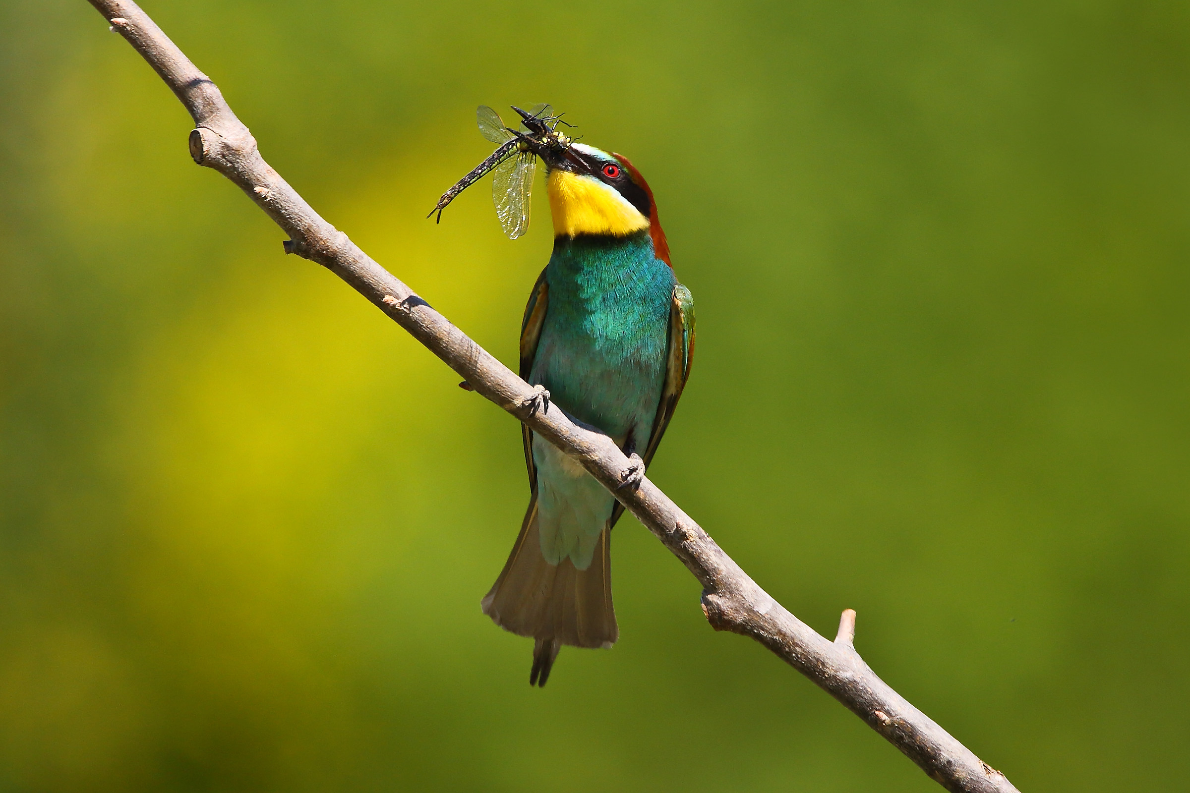 Bee eater
