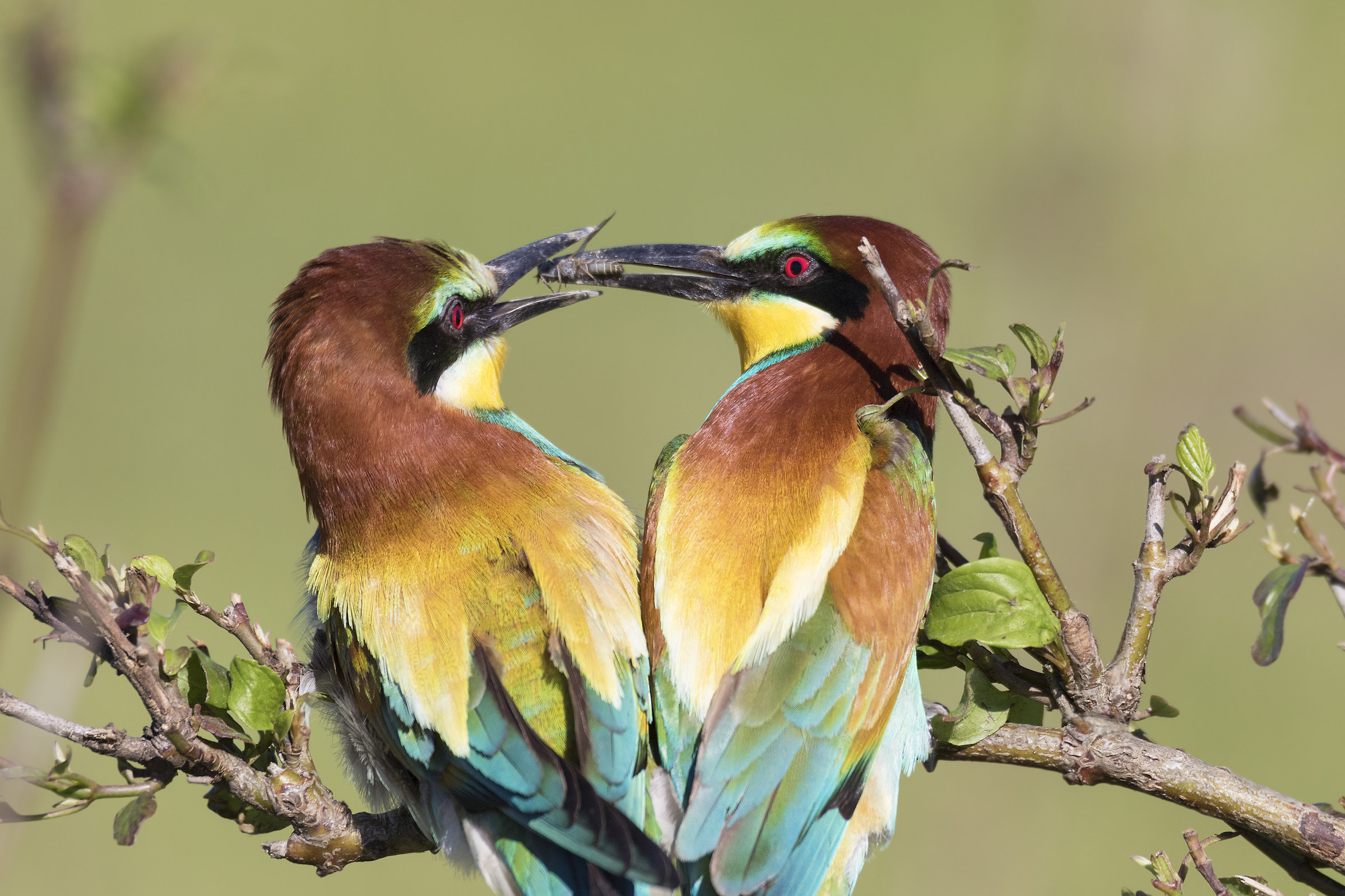 bee-eaters