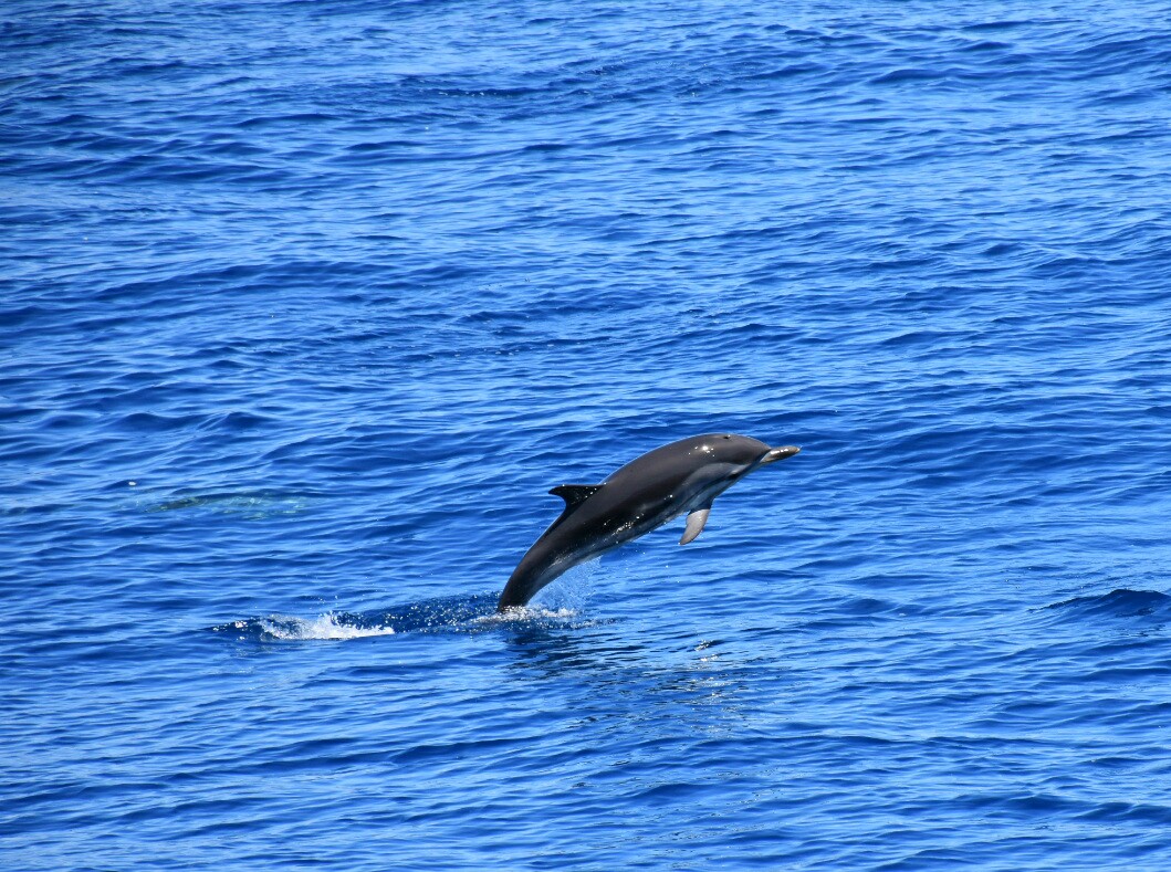 Stenella in Flight -21 May 2017