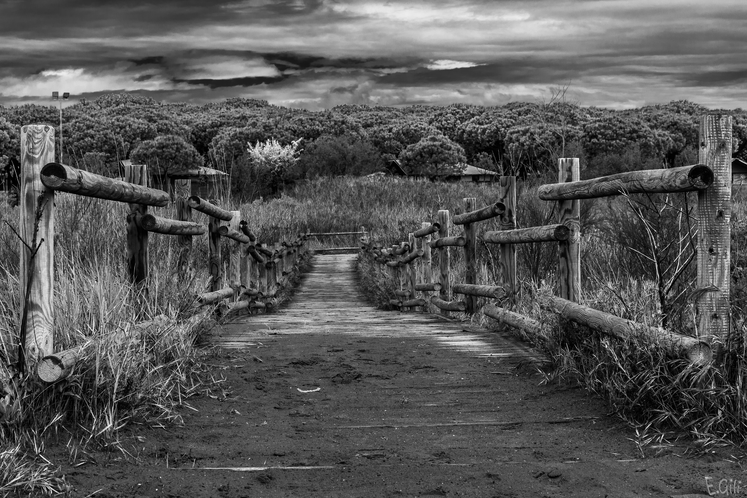 Towards the pinewood