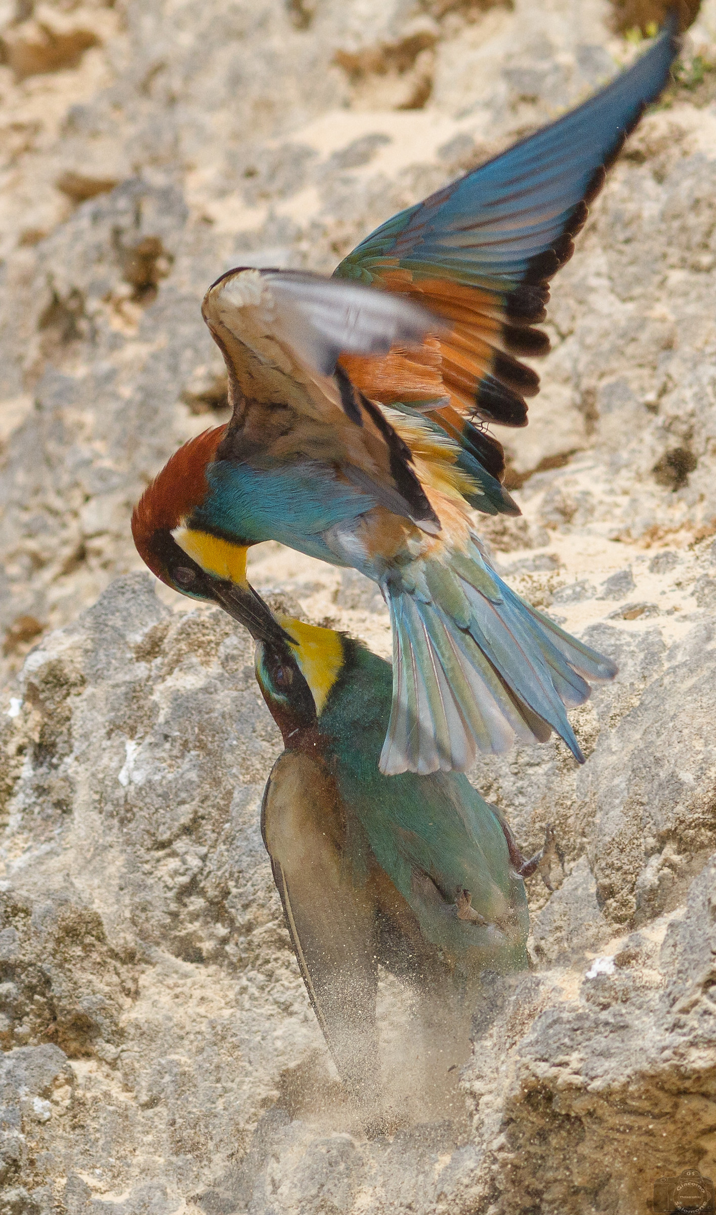 Lite between Gruccioni