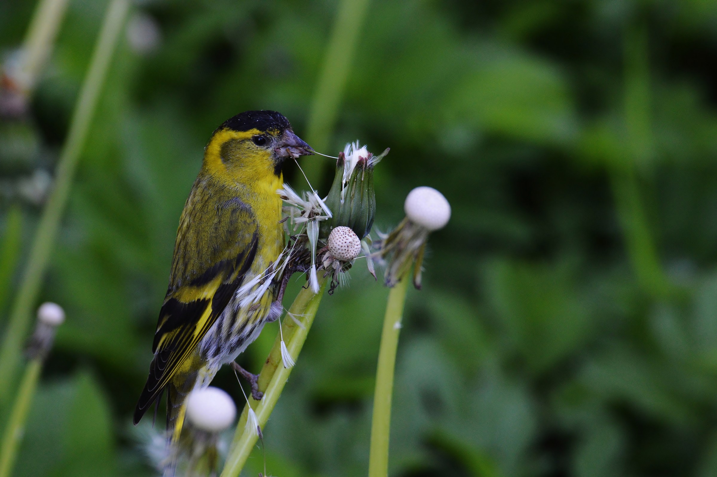 lucherino maschio 2017