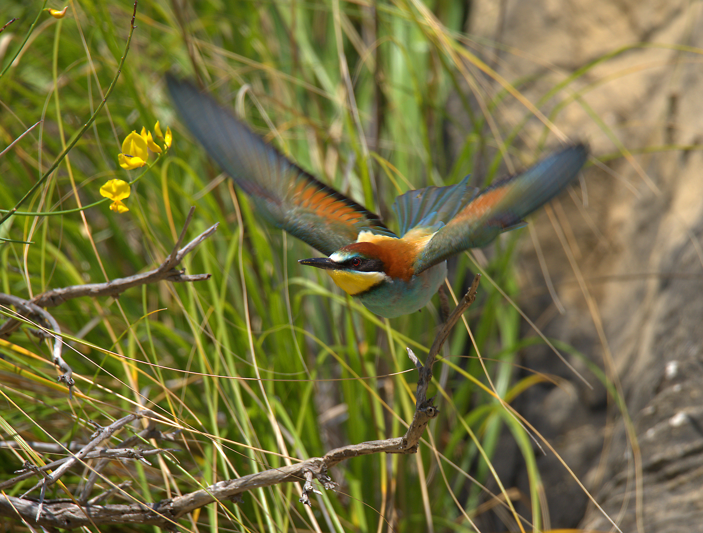 Bee eater