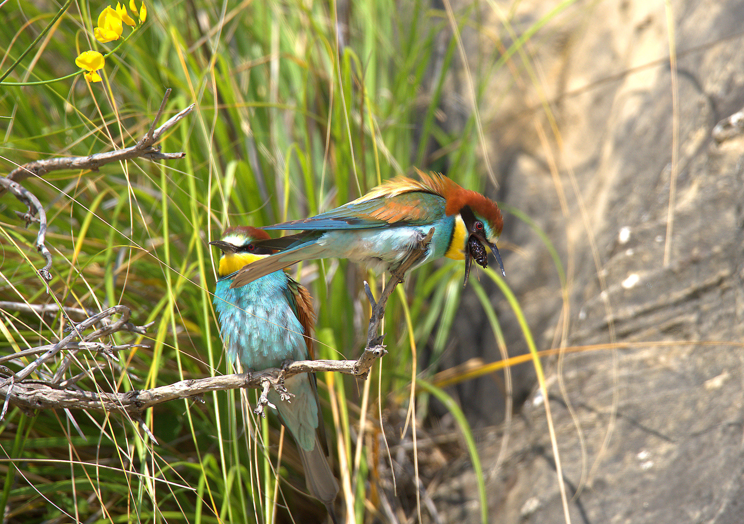 Bee eater