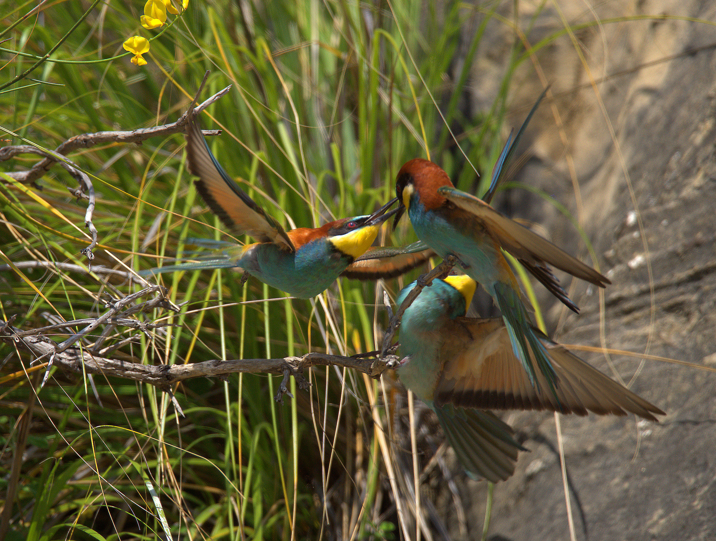 Bee eater