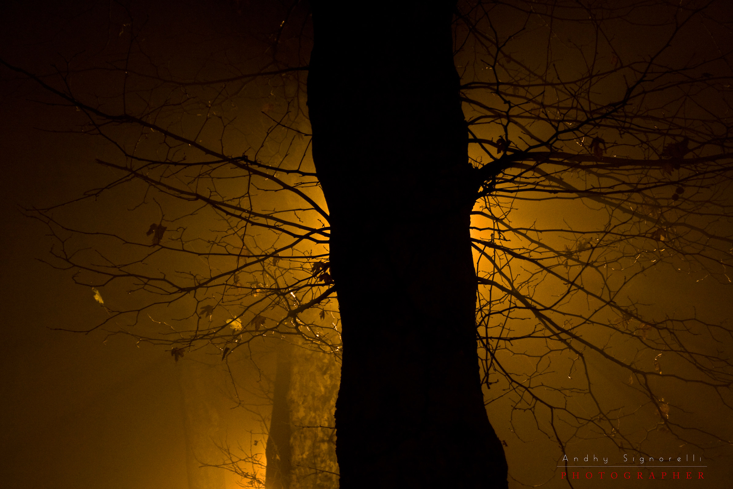 The tree of the mystery