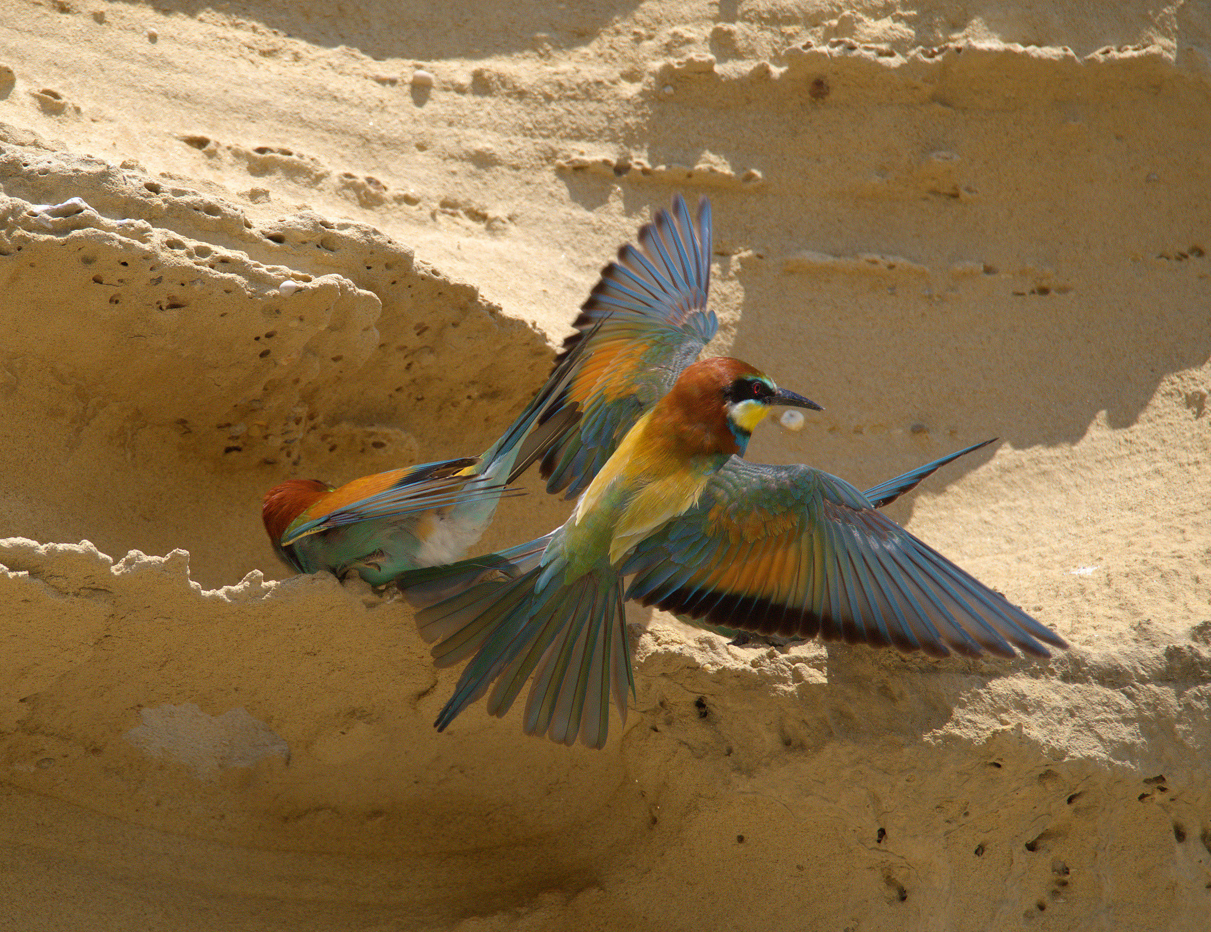 Bee eater