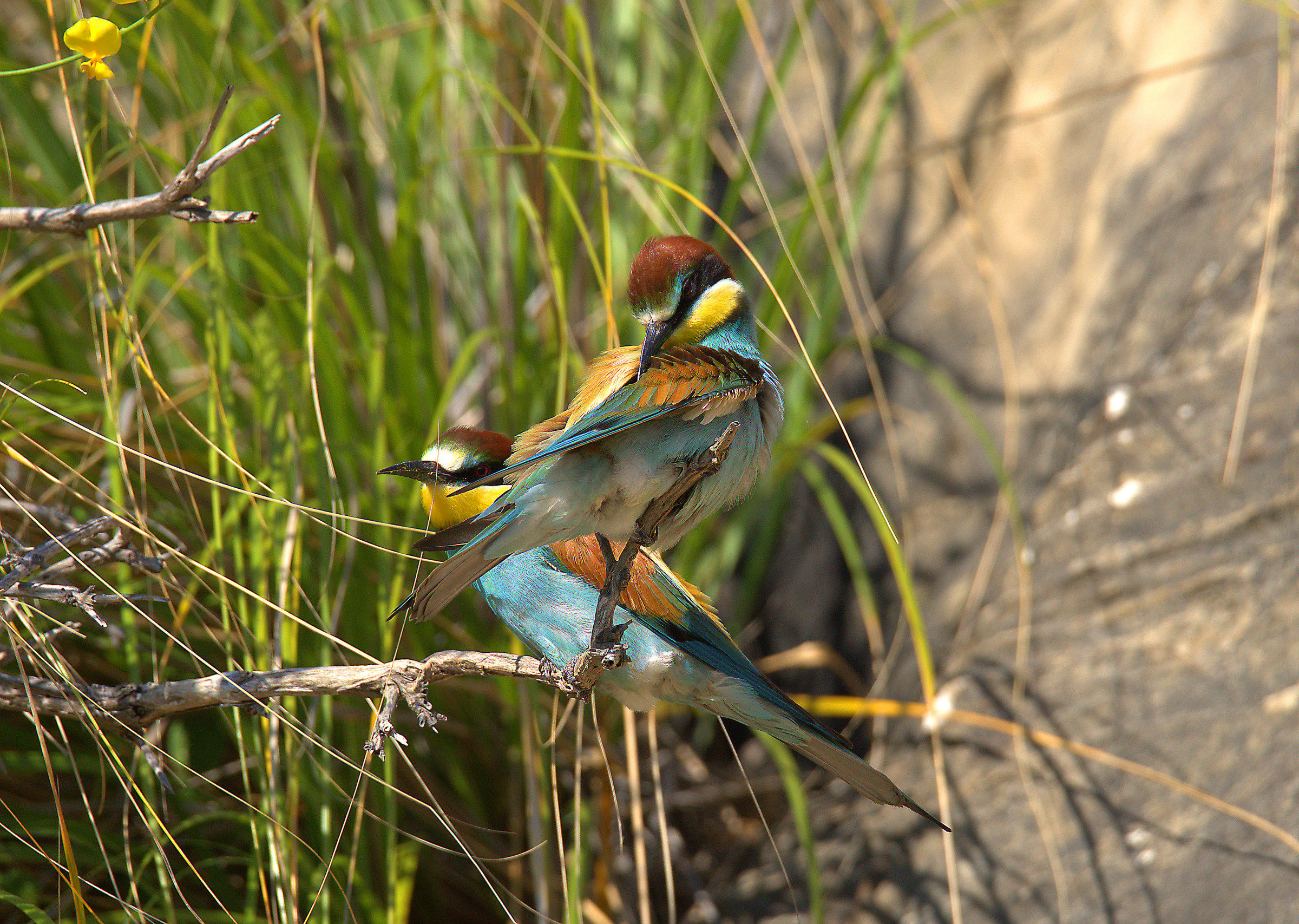 Bee eater
