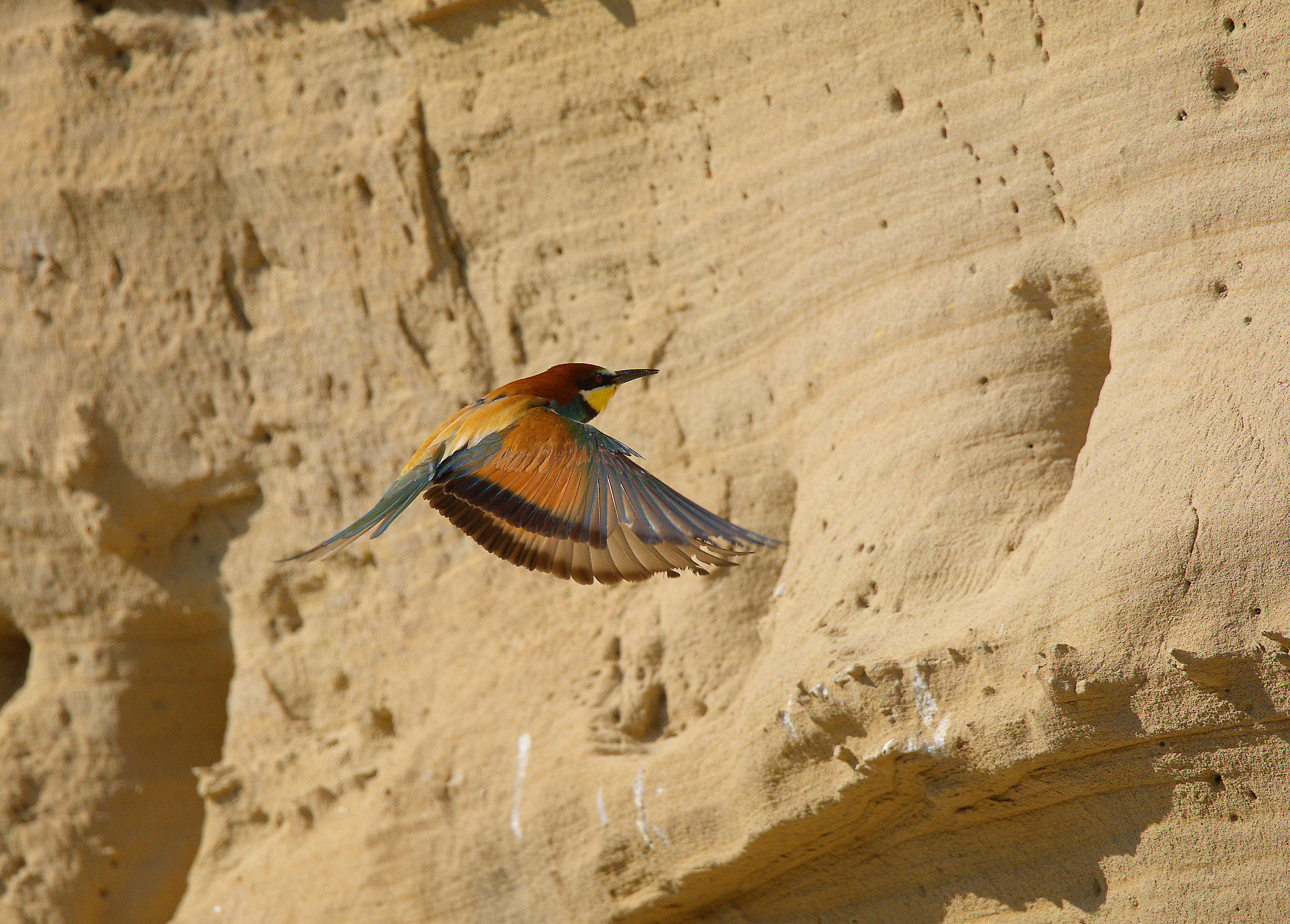 Bee eater