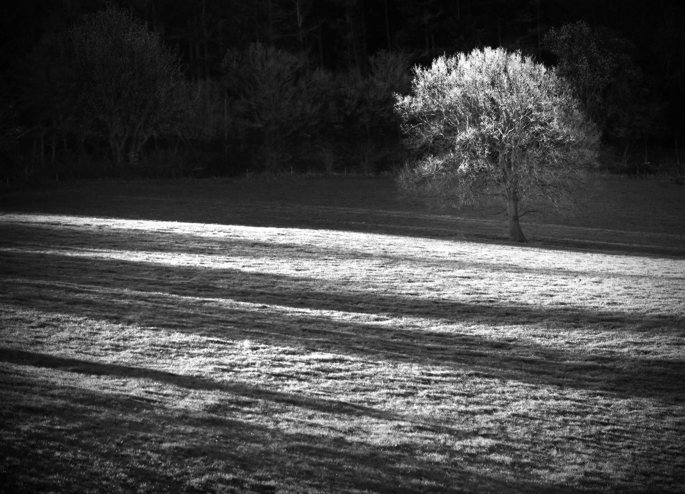 L'albero a Tisbury (2017)