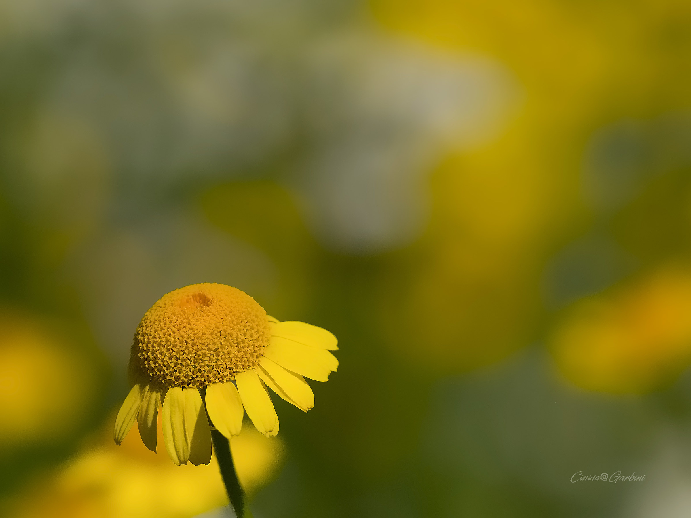 she loves Me, she loves me not