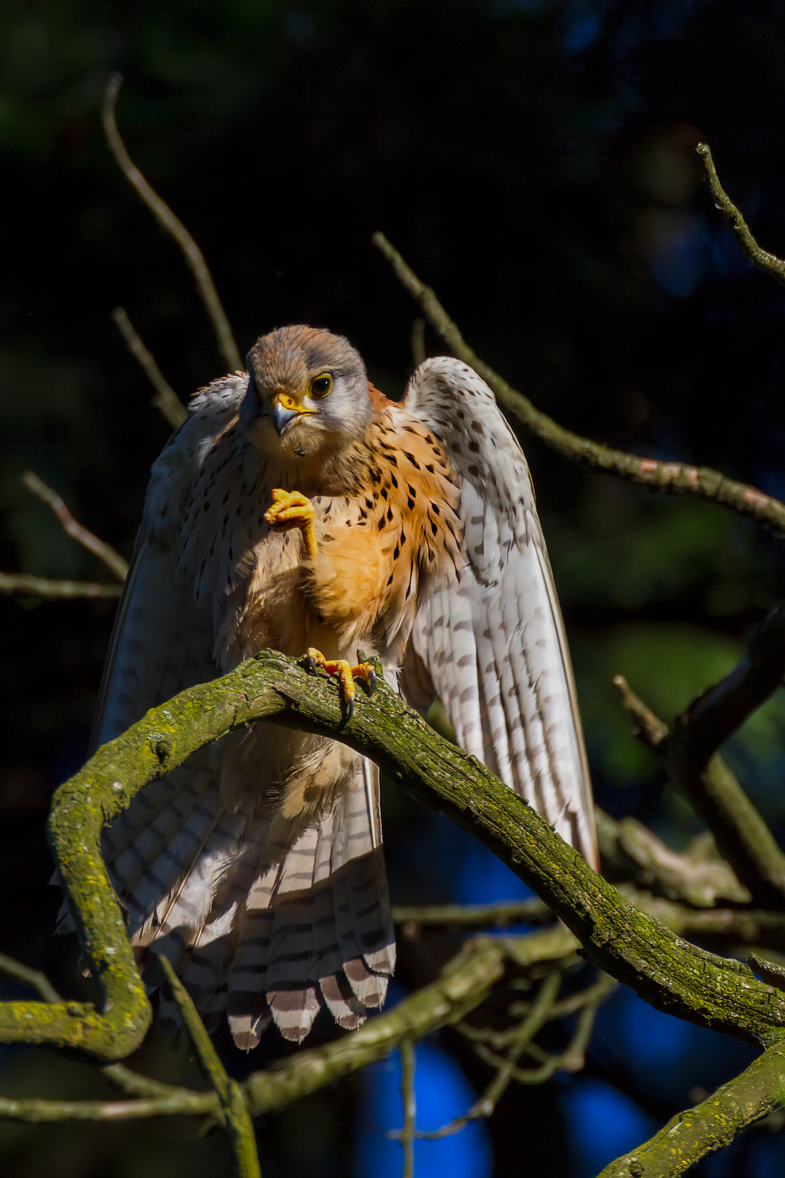 Kestrel