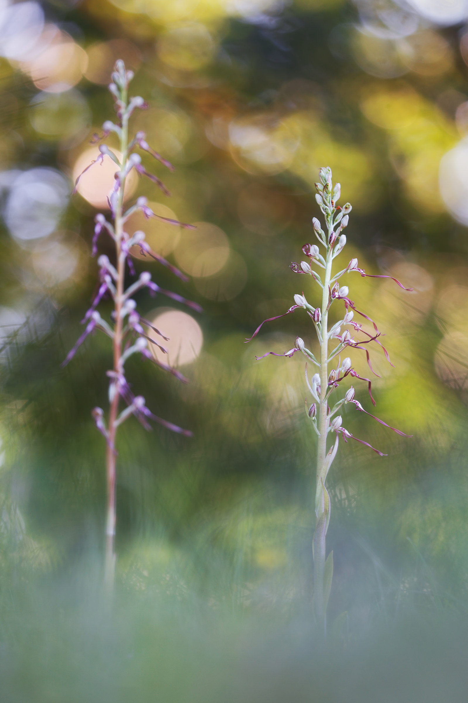 Himantoglossum adriaticum