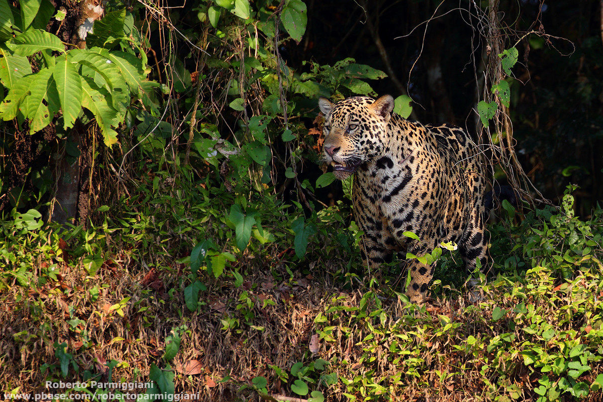 The king of the jungle