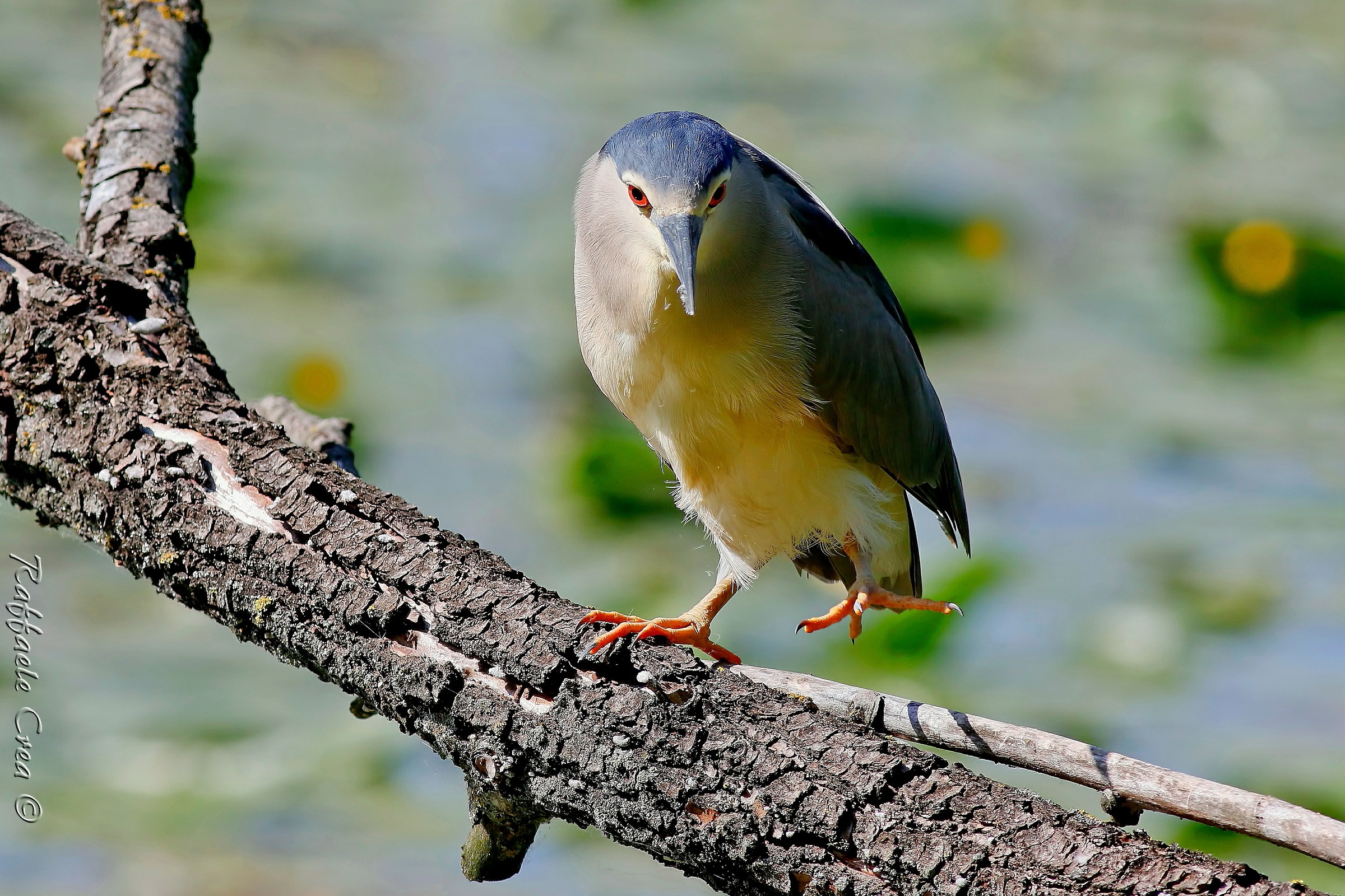 Night Heron