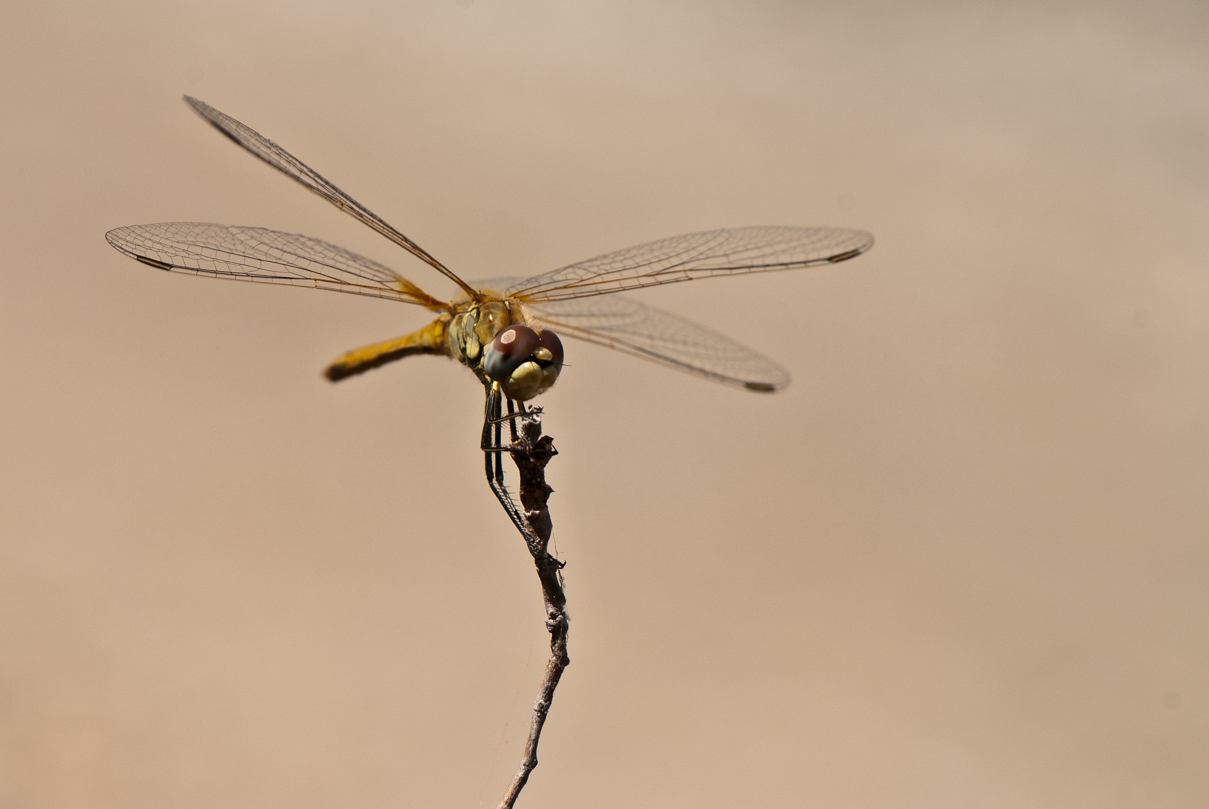 Libellula in attesa di riprendere il volo