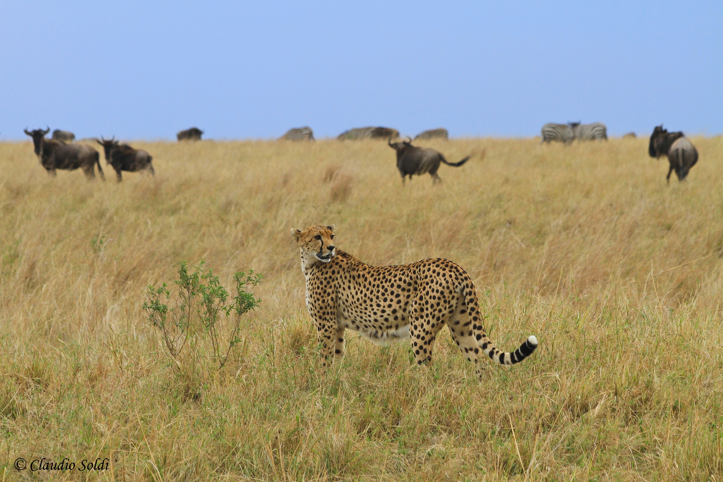 Cheetah in the savanna