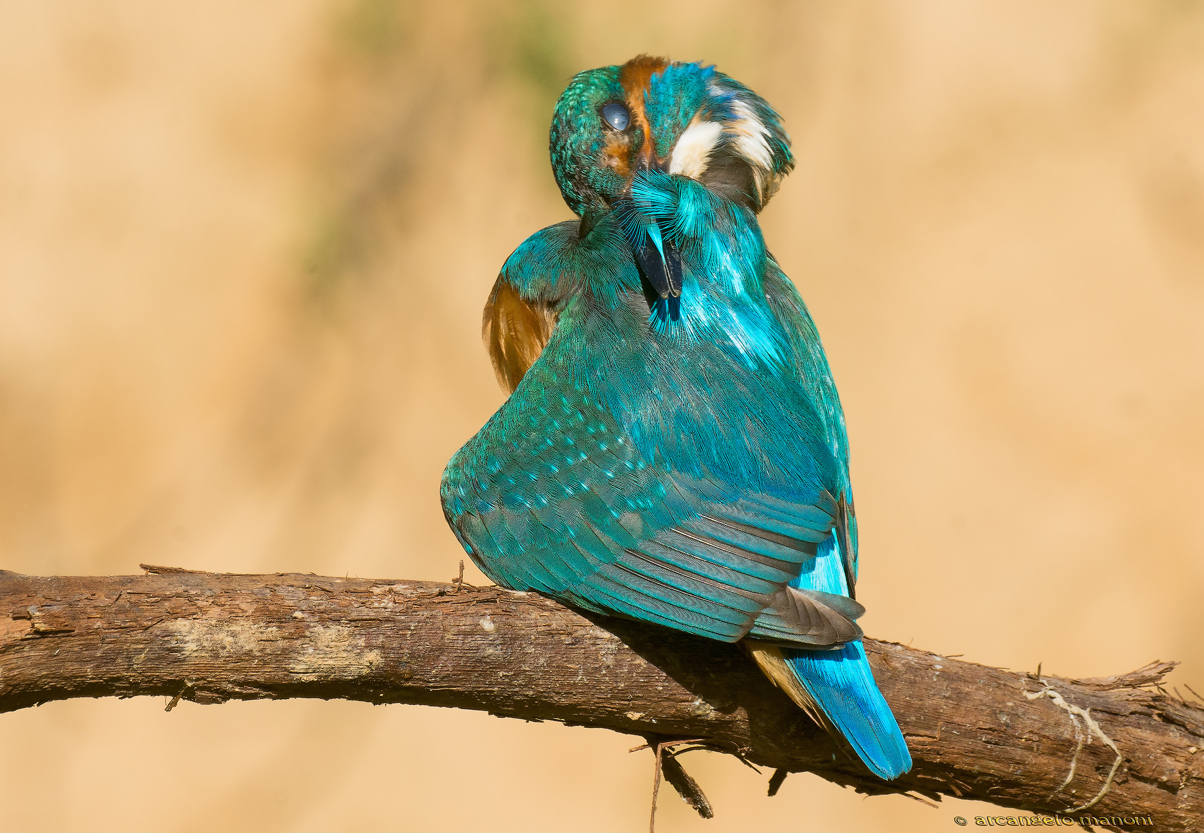 Three meters from the wonderful creature