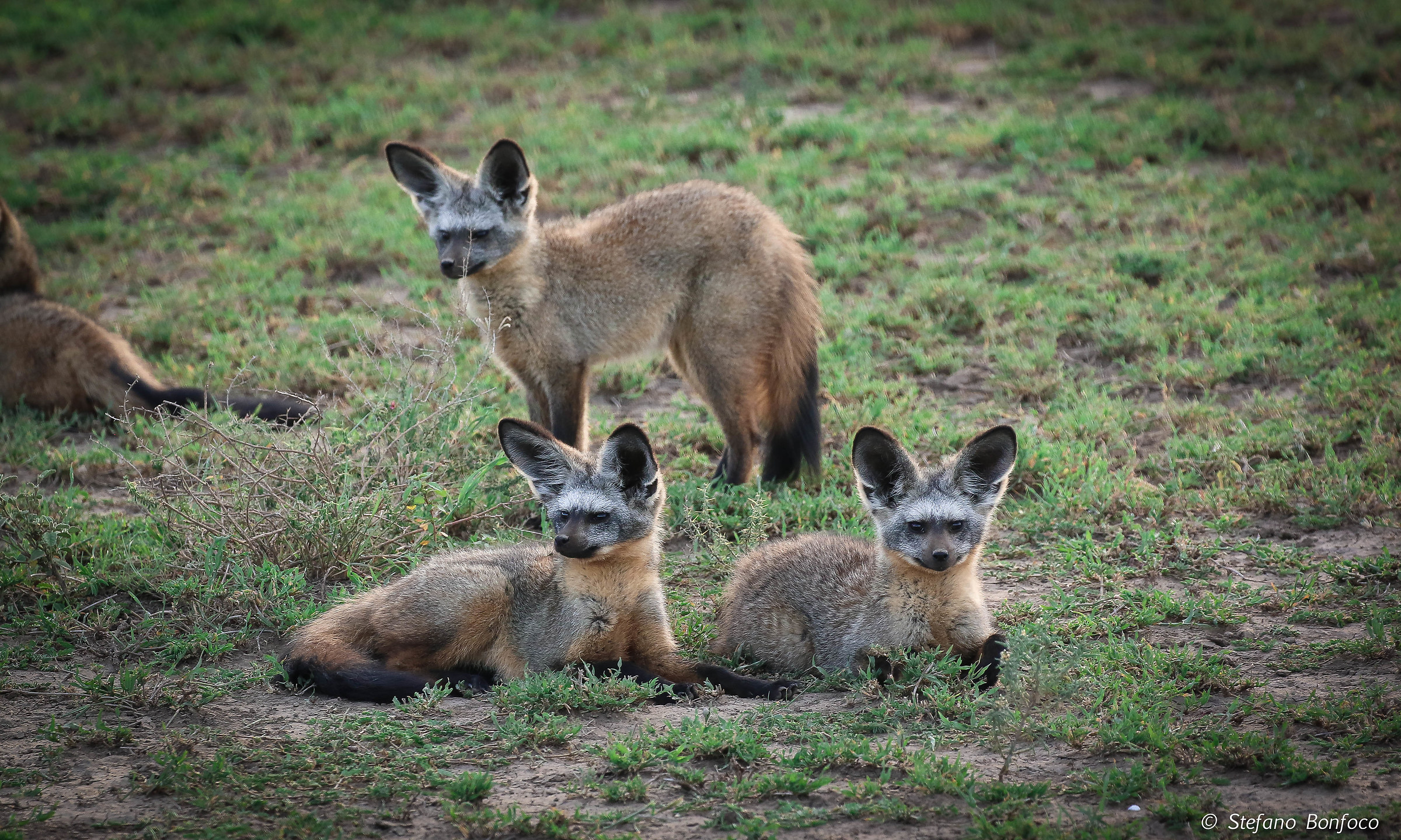 Volpe dalle orecchie di pipistrello (Otocyon megalotis)