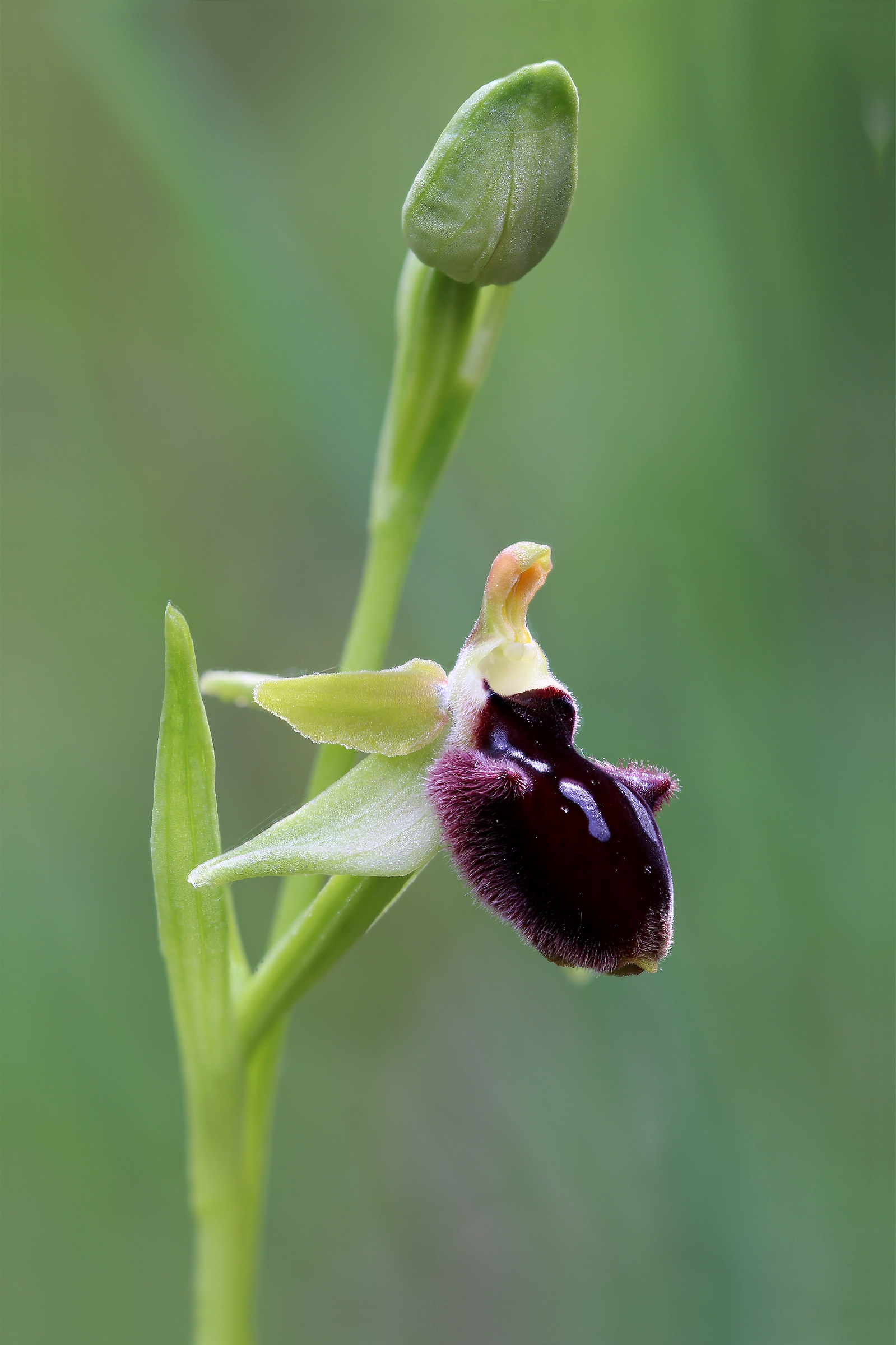 Ophrys headed O. Danesch & E. Danesch 1971