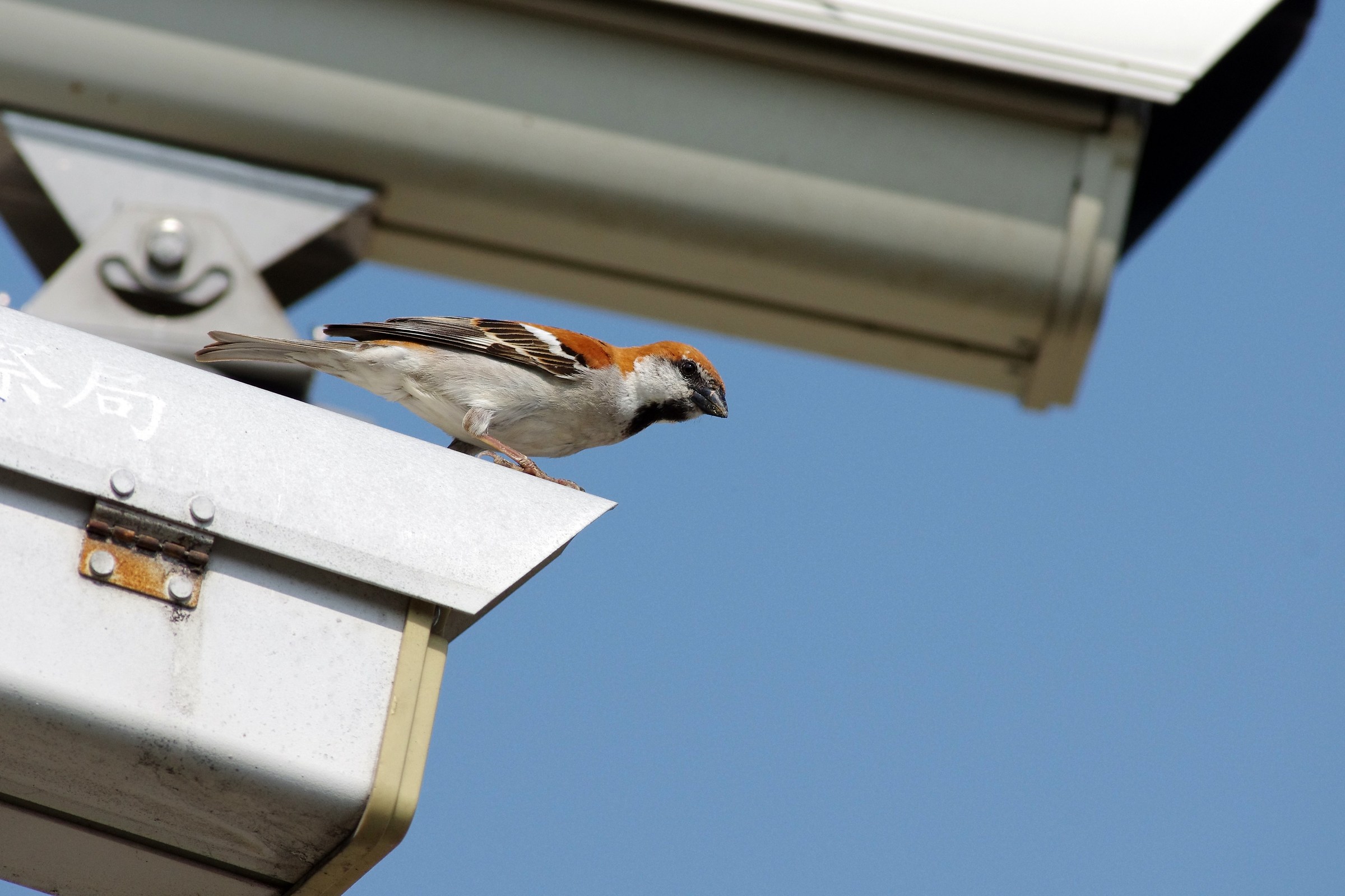 Russet Sparrow