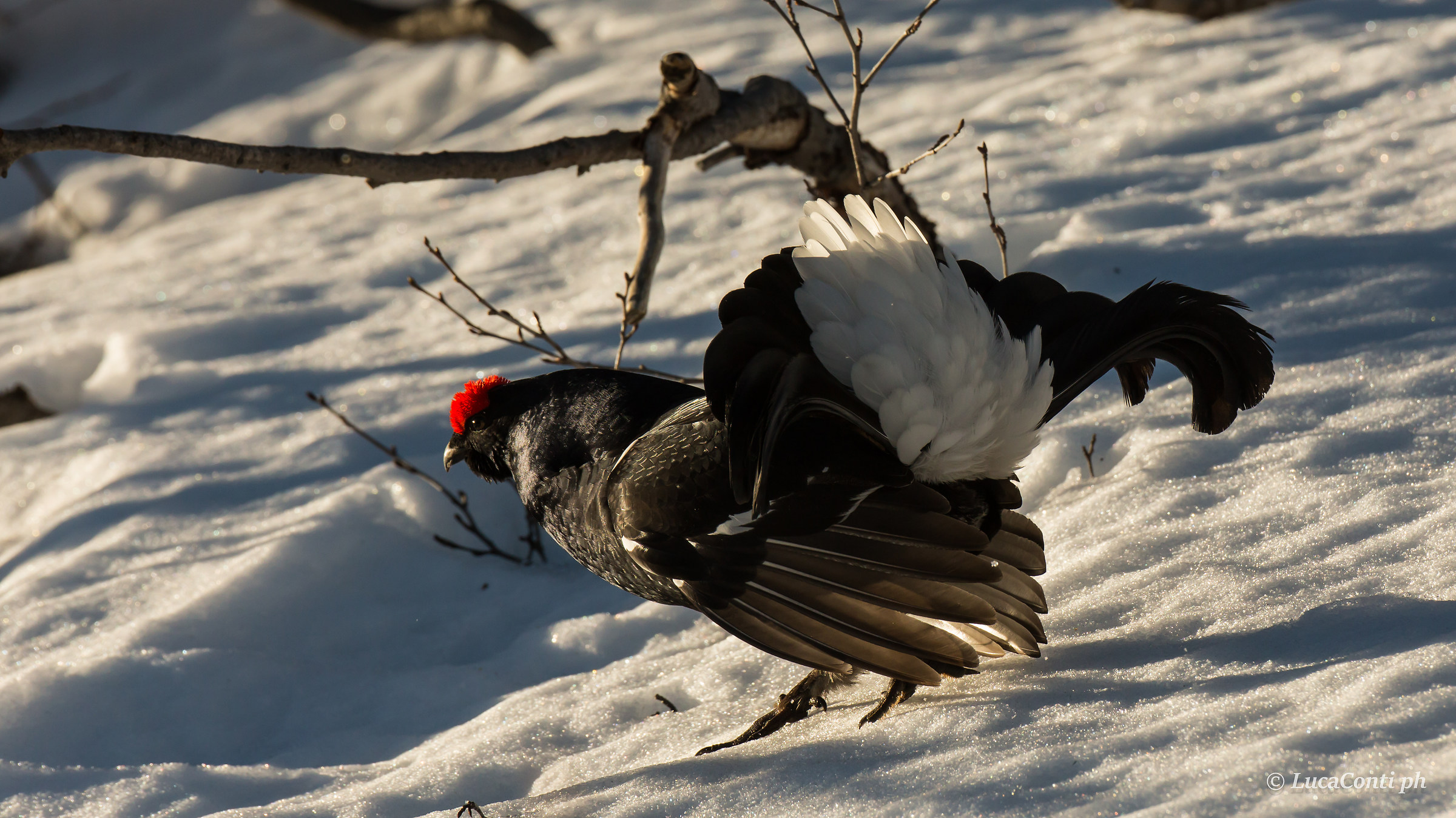 Male of Gallo Forcello (tetrao tetrix)
