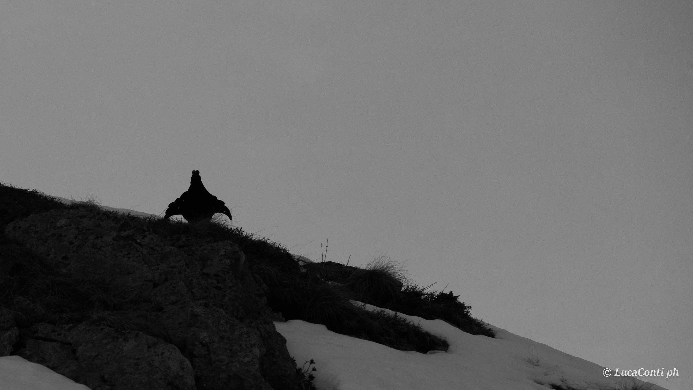 Male of Gallo Forcello (tetrao tetrix)