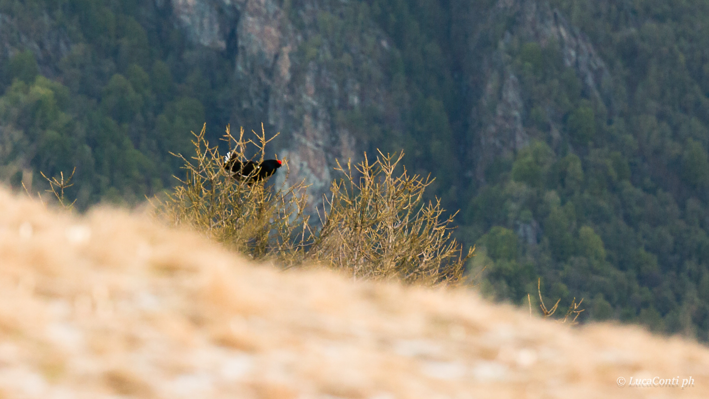 Last Songs of Gauls Forcelli in Love