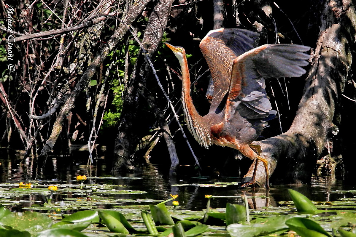 Red Heron