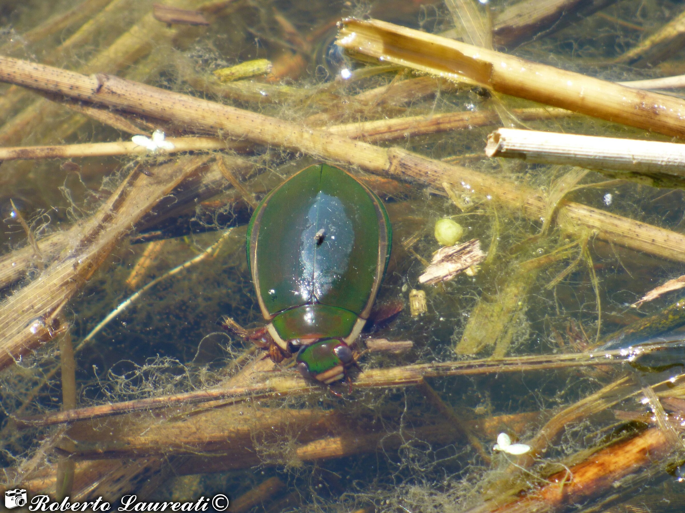 Ditisco marginato (Dytiscus marginalis)
