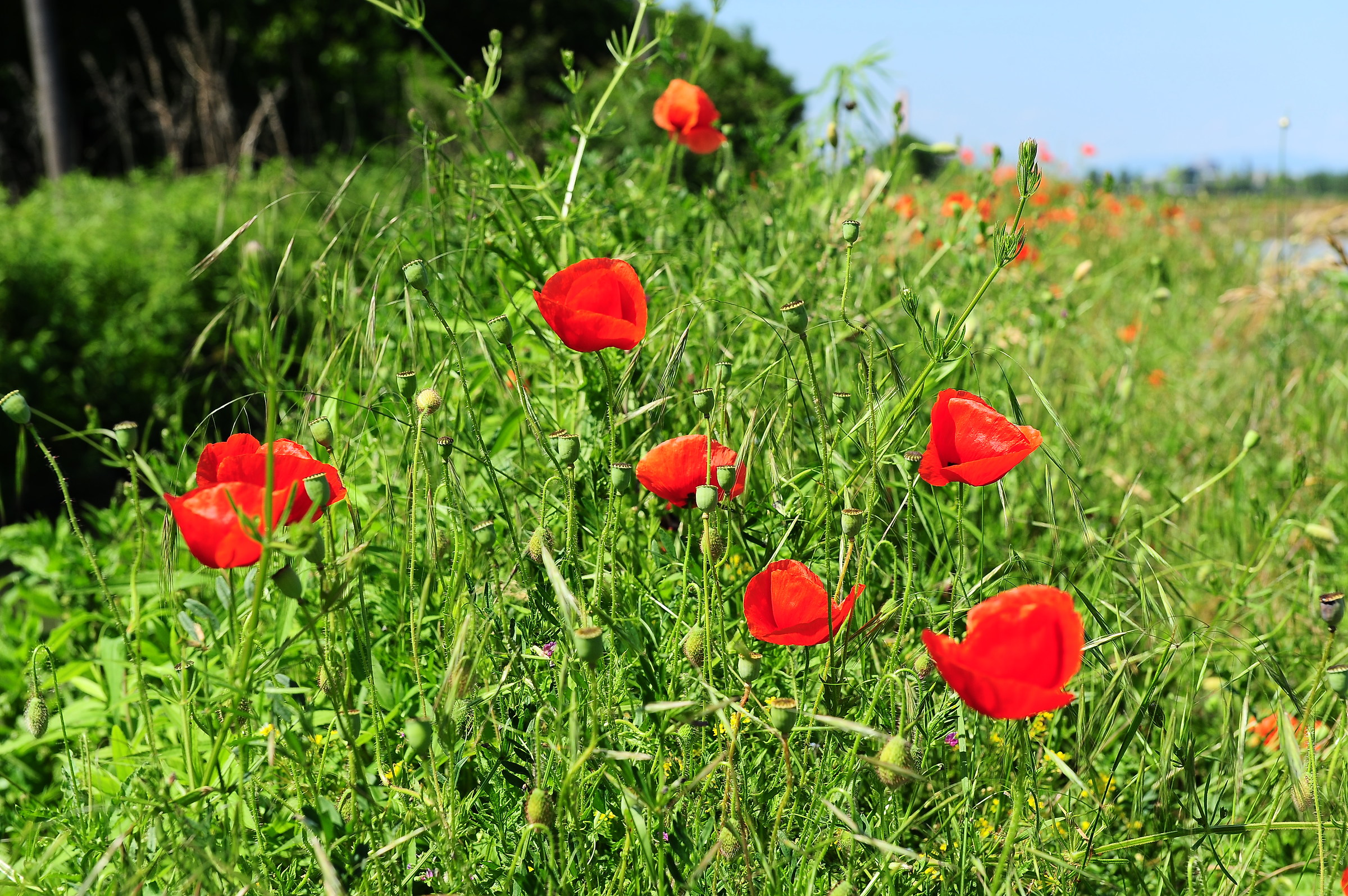 Poppies