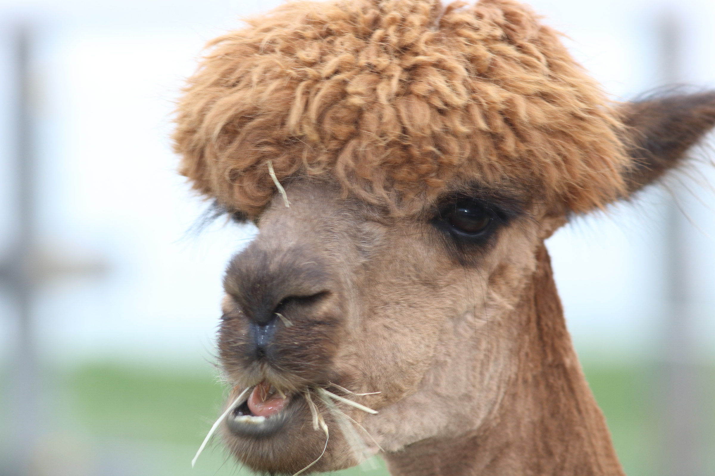 alpaca