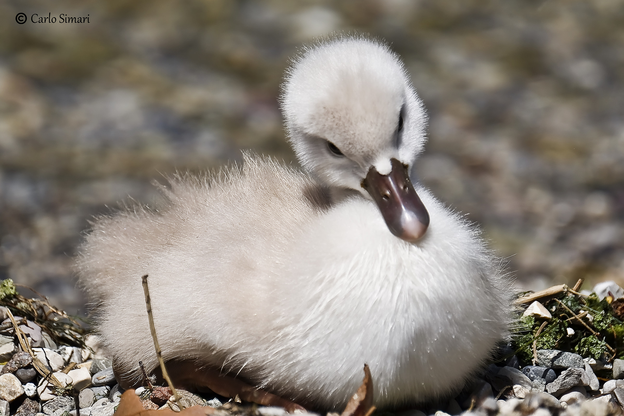 Pulcino di Cigno sul Garda