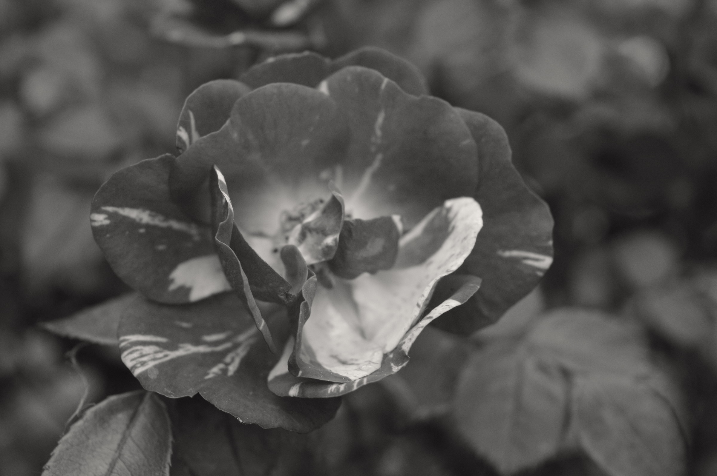 il rosso in biancoenero