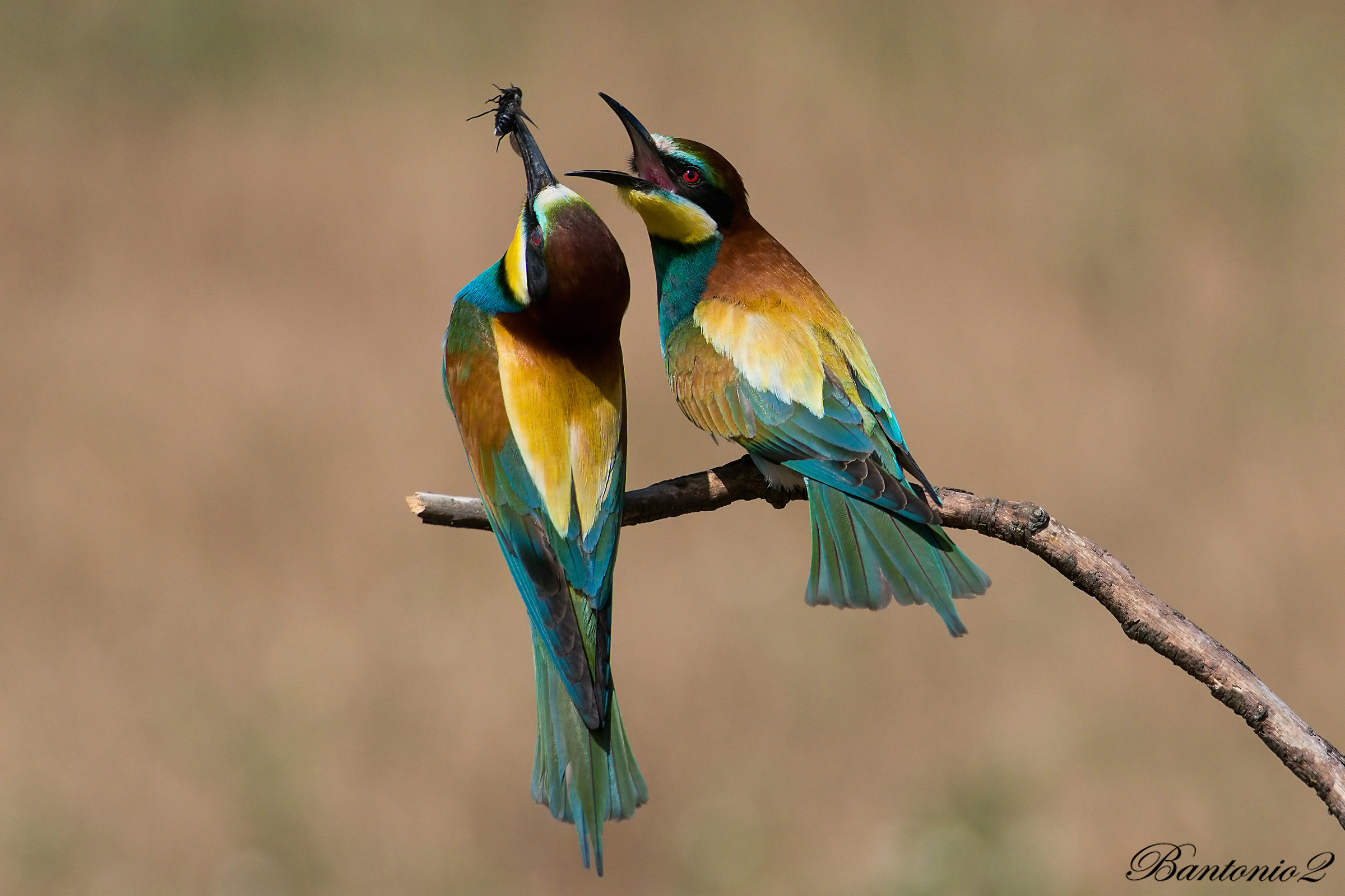 Cucumbers (Merops apiaster) 3.