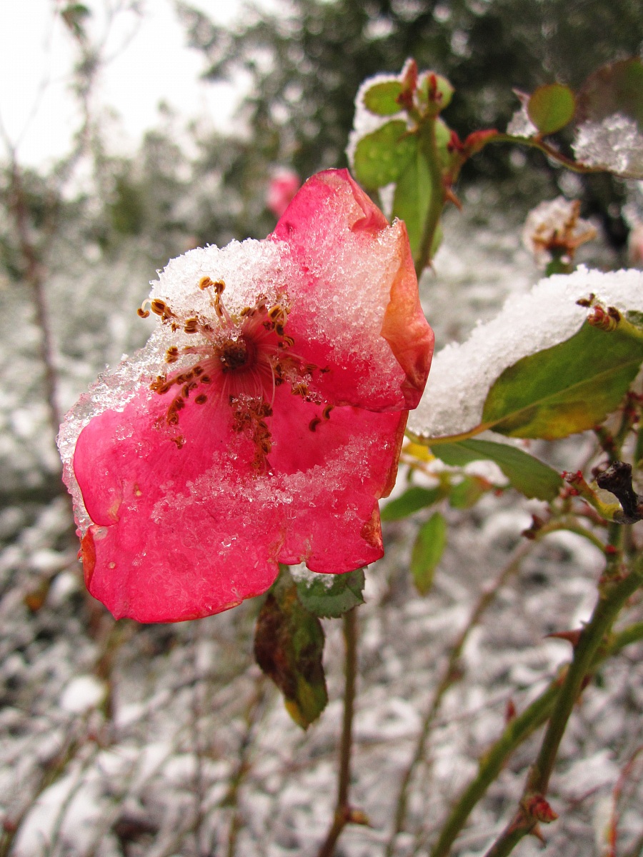 Snow's flower