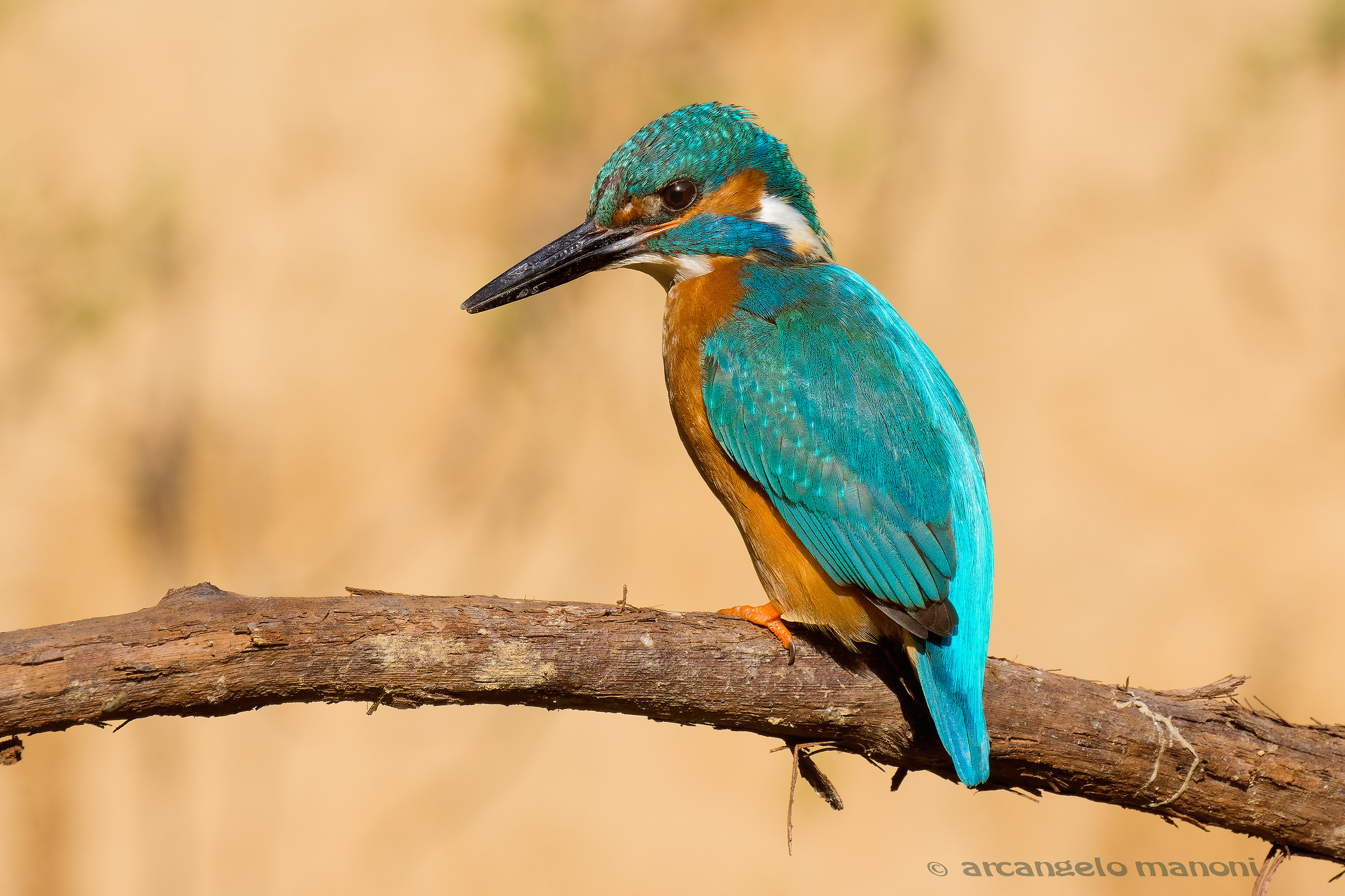 Martino under the blazing sun