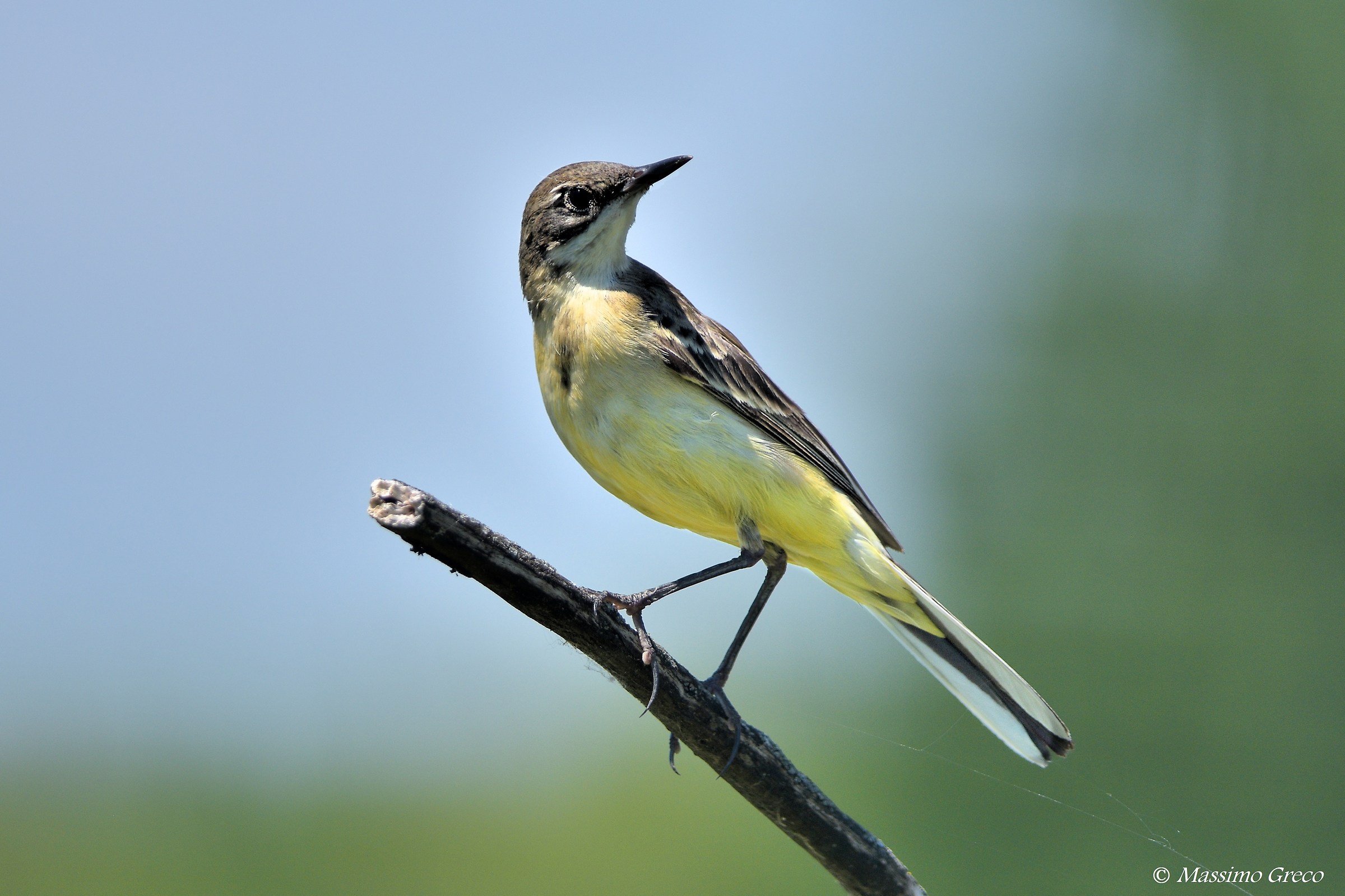 Cutrettola (Motacilla flava)