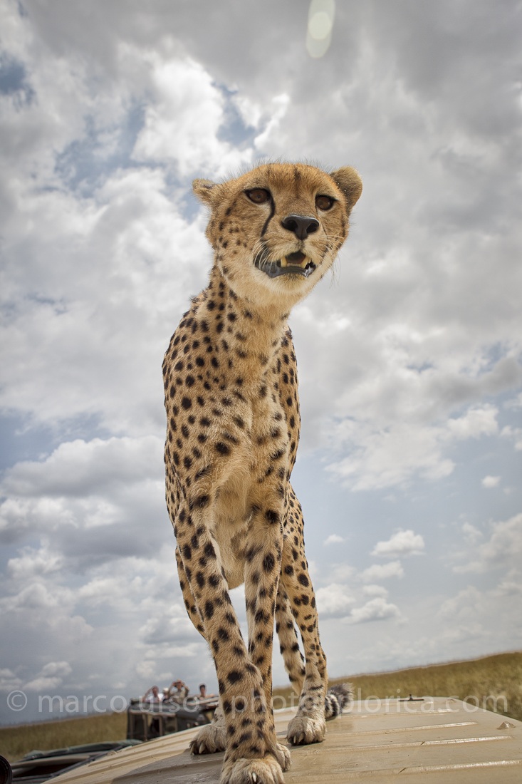 Cheetah - Close Encounters