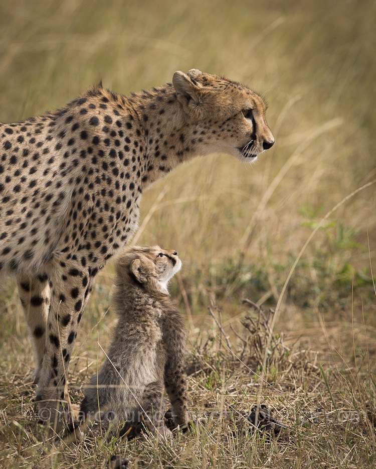 Cheetah - What about your mother?