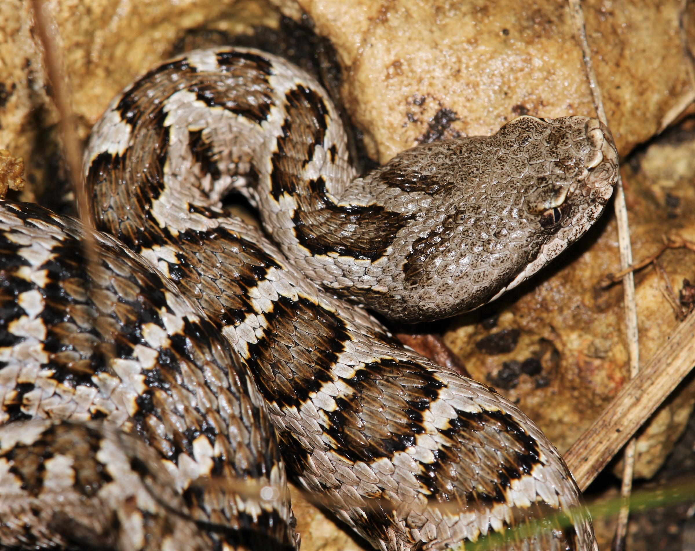 Vipera aspis hugyi
