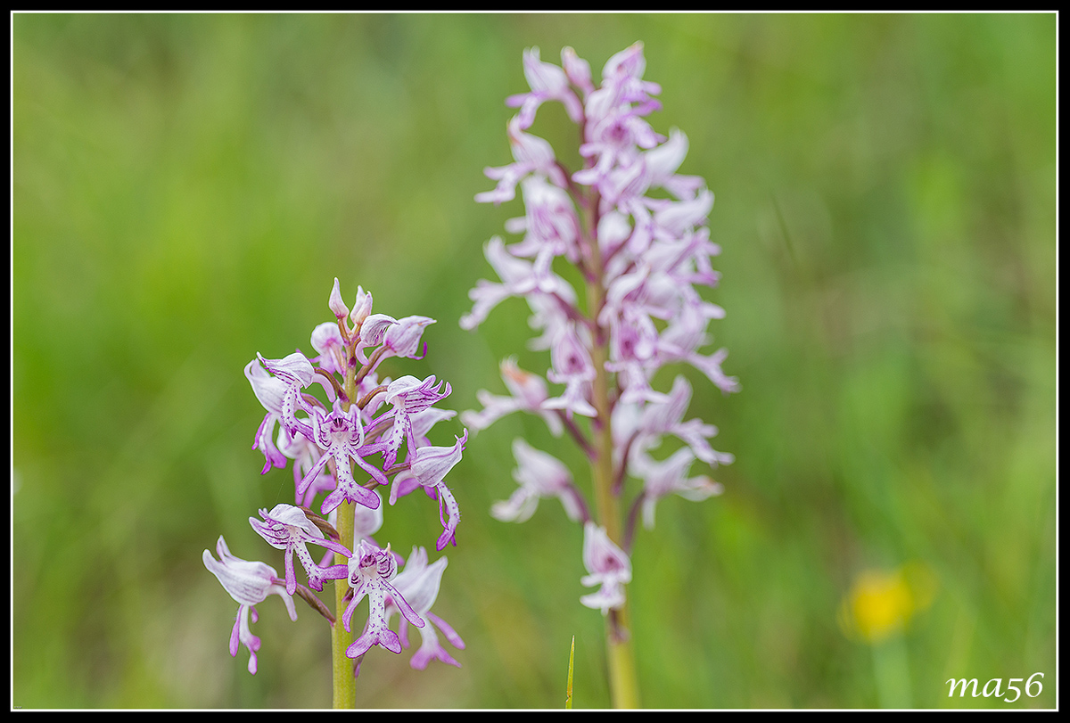 Orchid of Monte Baldo