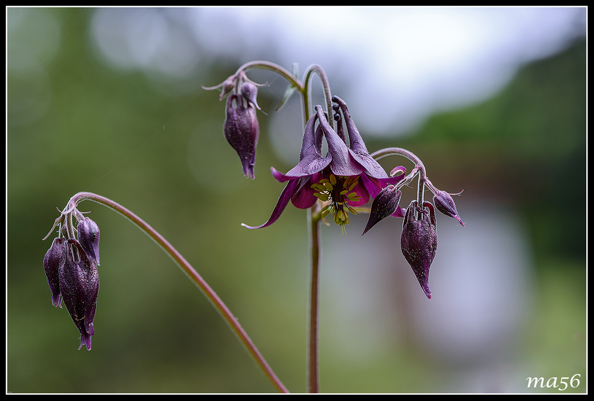 Dark aquilegia