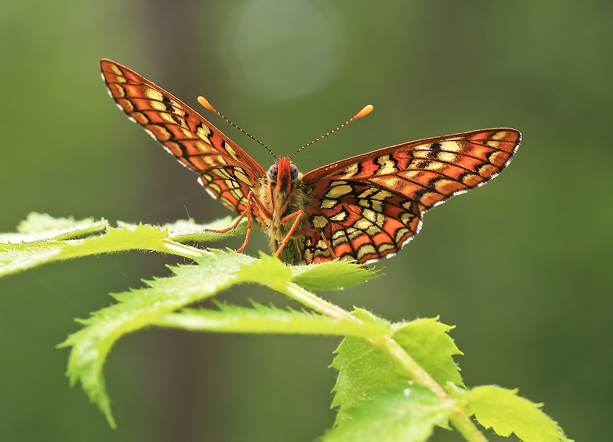Scarce Fritillary
