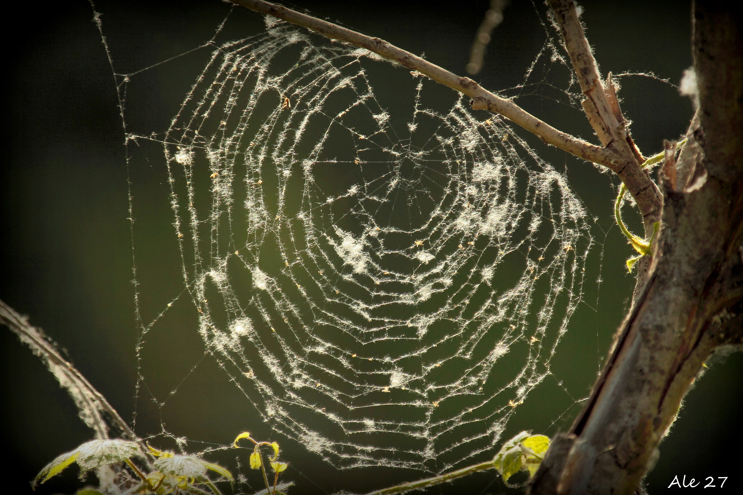 ... l' acchiappasogni ...