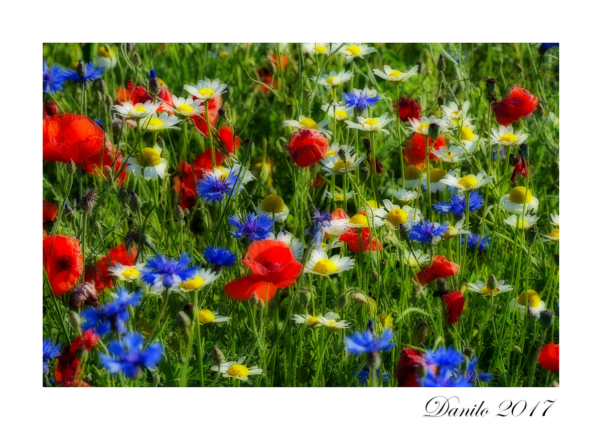 All the colors of Castelluccio