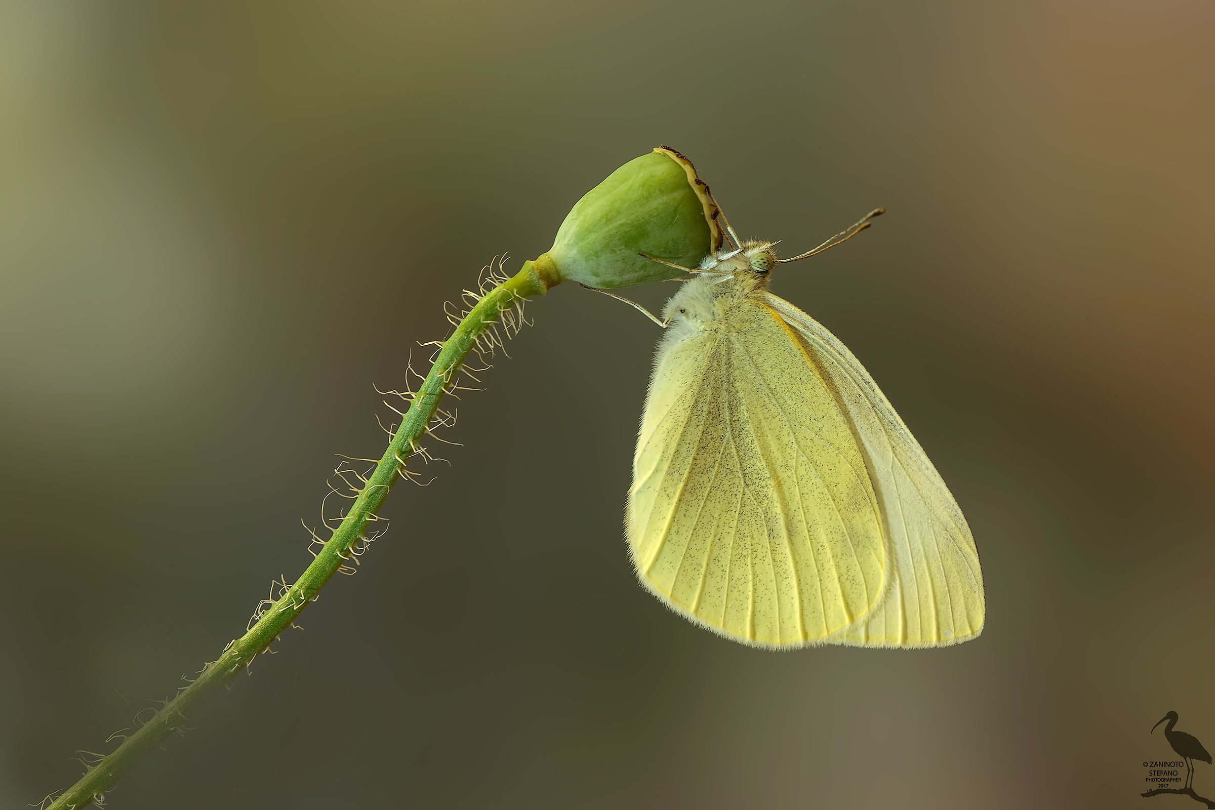 Pieris rapae