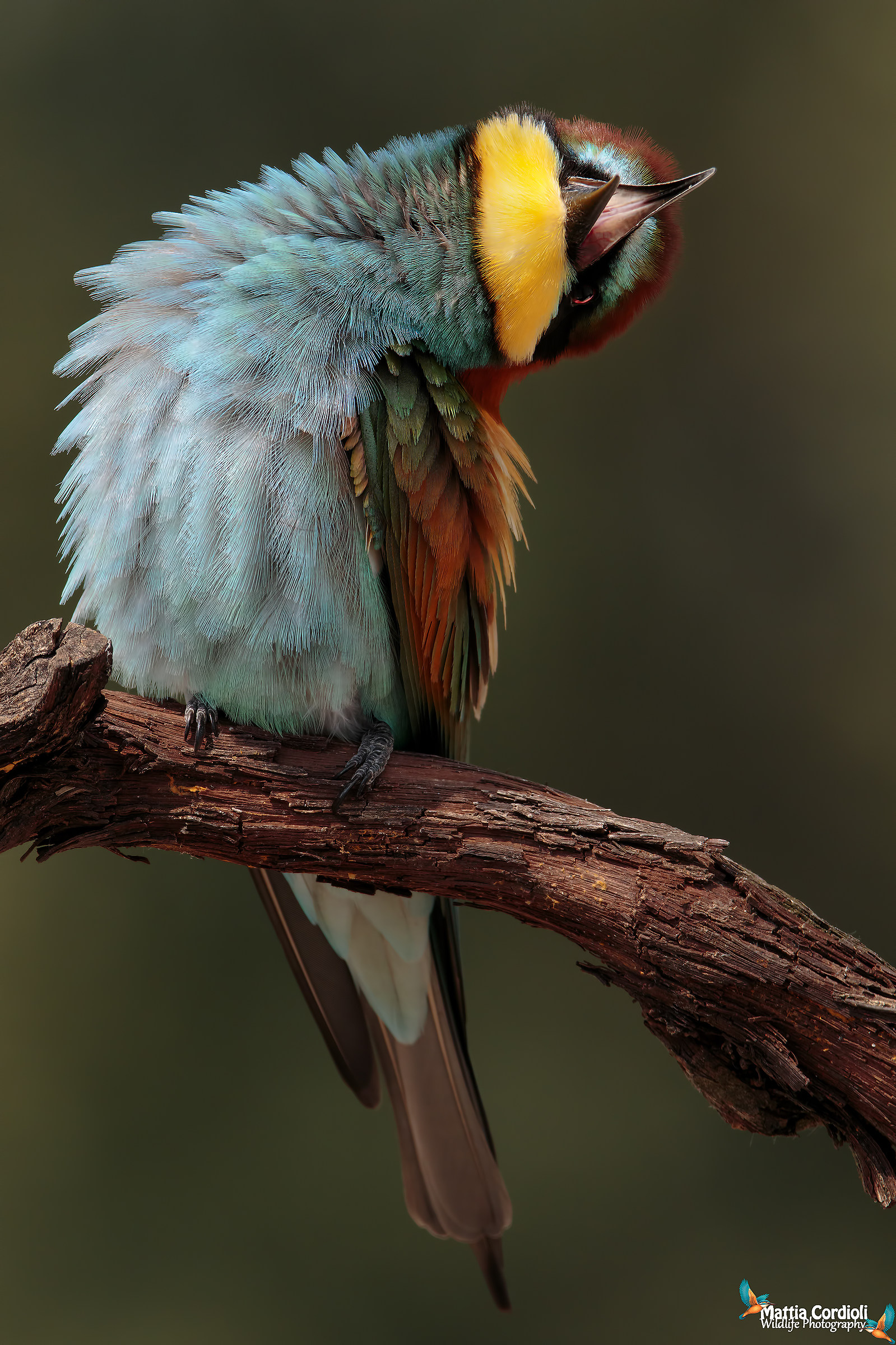 Possession at dawn ...